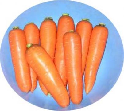 Daucus Carota Extract  